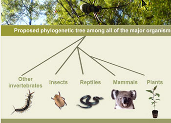 Phylogenetic tree website